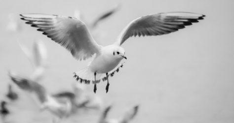 seagull 271103_1920
